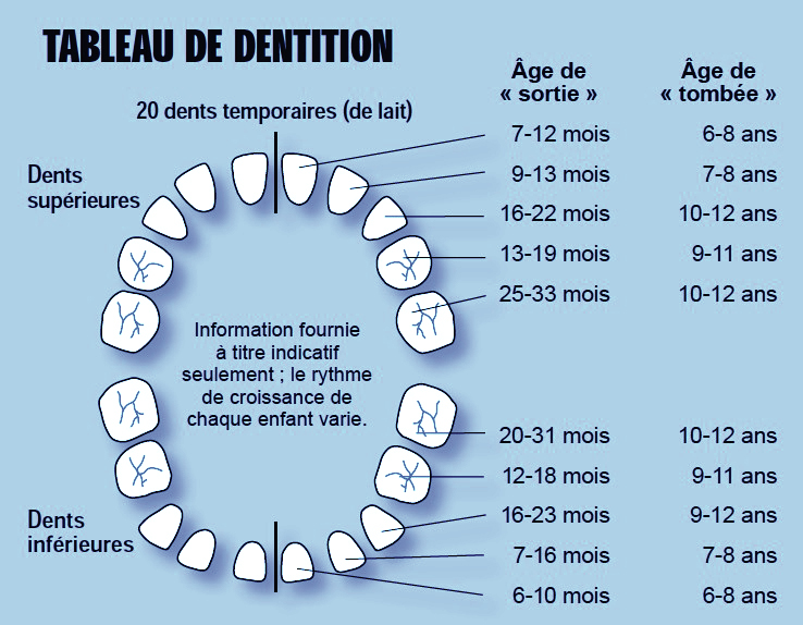 tableau-dents tableau de dentition